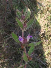 Hygrophila phlomoides