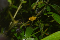Dendropsophus minutus