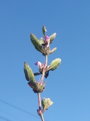 Hygrophila phlomoides