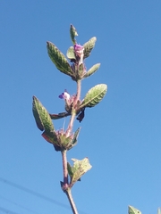 Hygrophila phlomoides