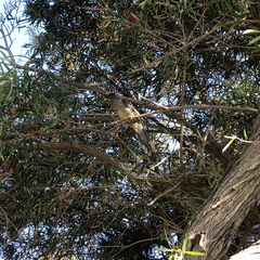 Anthochaera carunculata