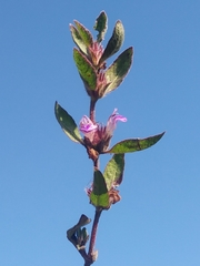 Hygrophila phlomoides