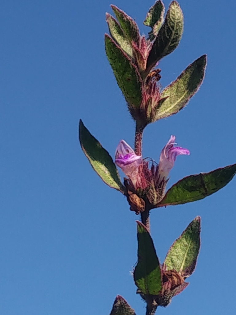 Hygrophila phlomoides (Hygrophila phlomoides)
