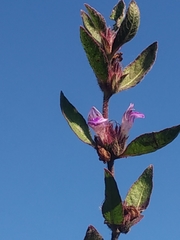 Hygrophila phlomoides