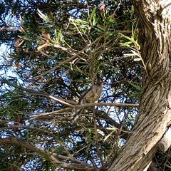 Anthochaera carunculata