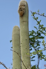 Espostoa utcubambensis