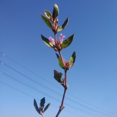 Hygrophila phlomoides