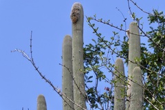 Espostoa utcubambensis