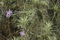 Tillandsia straminea
