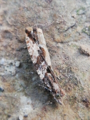 Acroclita subsequana