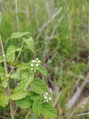 Lantana grisebachii