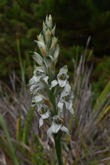 Chloraea piquichen