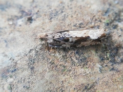 Acroclita subsequana