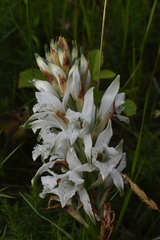 Chloraea piquichen