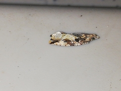 Acroclita subsequana