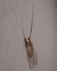 Italochrysa
