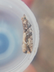 Acroclita subsequana