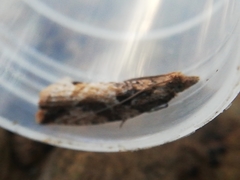 Acroclita subsequana