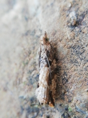 Acroclita subsequana