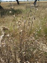 Carduus arabicus