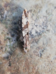 Acroclita subsequana