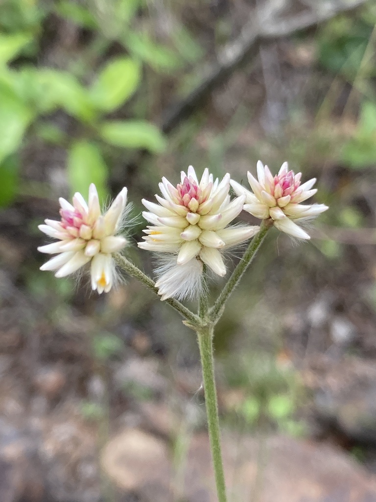 Pfaffia tuberosa
