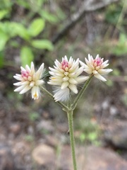 Pfaffia tuberosa