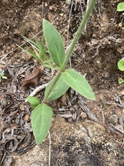 Pfaffia tuberosa