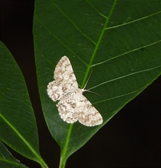 Catoria sublavaria