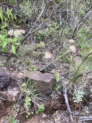 Pfaffia tuberosa