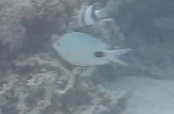 Abudefduf sparoides