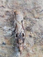 Acroclita subsequana