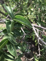 Strychnos cocculoides