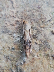 Acroclita subsequana