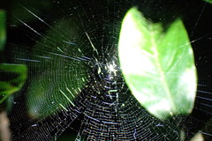 Araneidae
