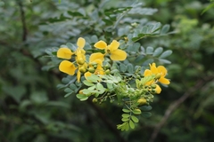 Senna auriculata