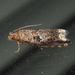 Abrupt Epiblema Moth - Photo (c) Chuck Sexton, some rights reserved (CC BY-NC), uploaded by Chuck Sexton