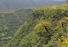 Cyathea glauca