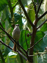 Prinia crinigera
