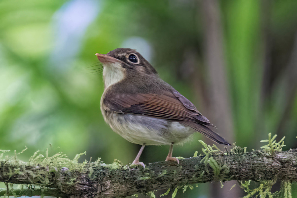 Russet-Winged Spadebill