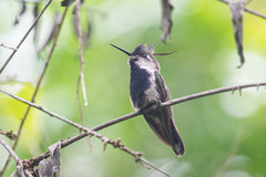 Stephanoxis loddigesii