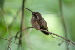 Phaethornis squalidus