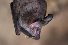Chrotopterus auritus