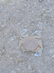 Matuta