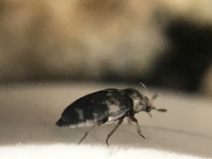 Paranovelsis bitaeniatus