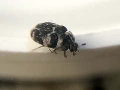 Paranovelsis bitaeniatus