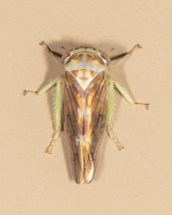 Populicerus formosus
