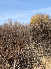 Spizelloides arborea