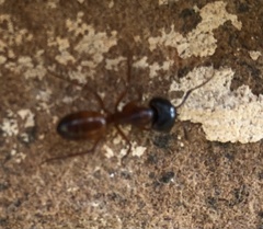 Camponotus texanus