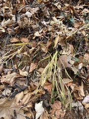 Sisyrinchium dichotomum